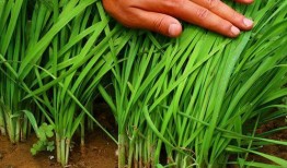 电商割韭菜爆料视频大全,视频大全深度剖析